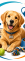 Honden